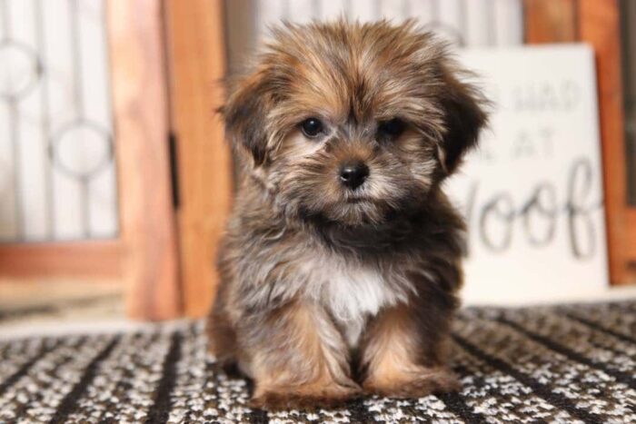 Rocco - Awesome Little Male Shorkie Puppy