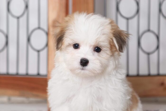 Rocco - Sweet Little Male ACA Havanese Puppy - Image 2
