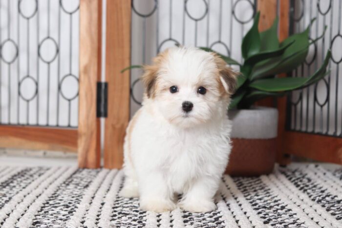 Rocco - Sweet Little Male ACA Havanese Puppy - Image 3