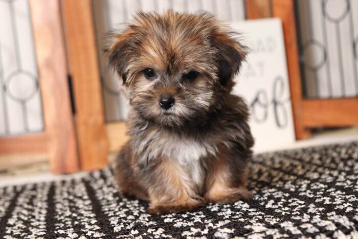 Rocco - Awesome Little Male Shorkie Puppy - Image 3