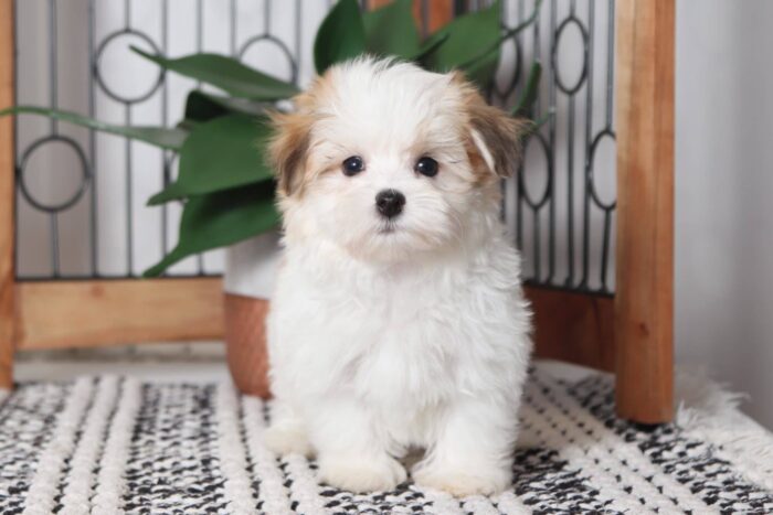 Rocco - Sweet Little Male ACA Havanese Puppy - Image 4