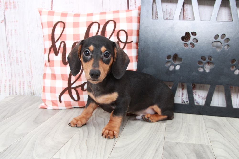 Rocky- Affectionate Male Dachshund Puppy - Image 6