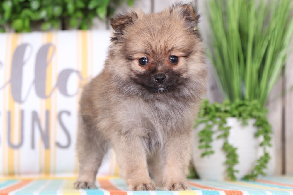 Rocky Cool Teacup Pomeranian Puppies Online
