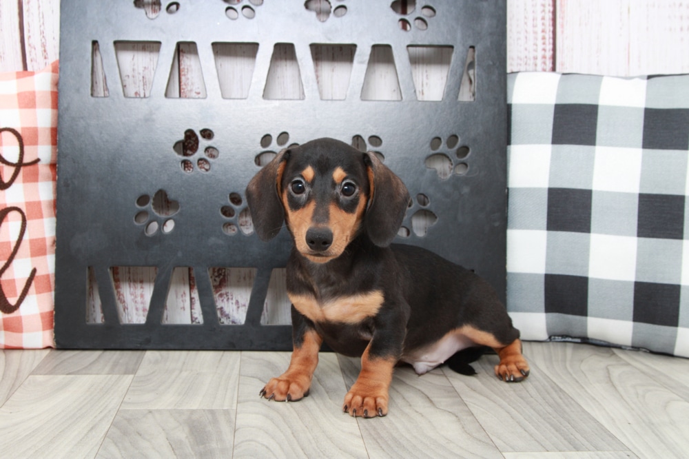 Rocky- Affectionate Male Dachshund Puppy