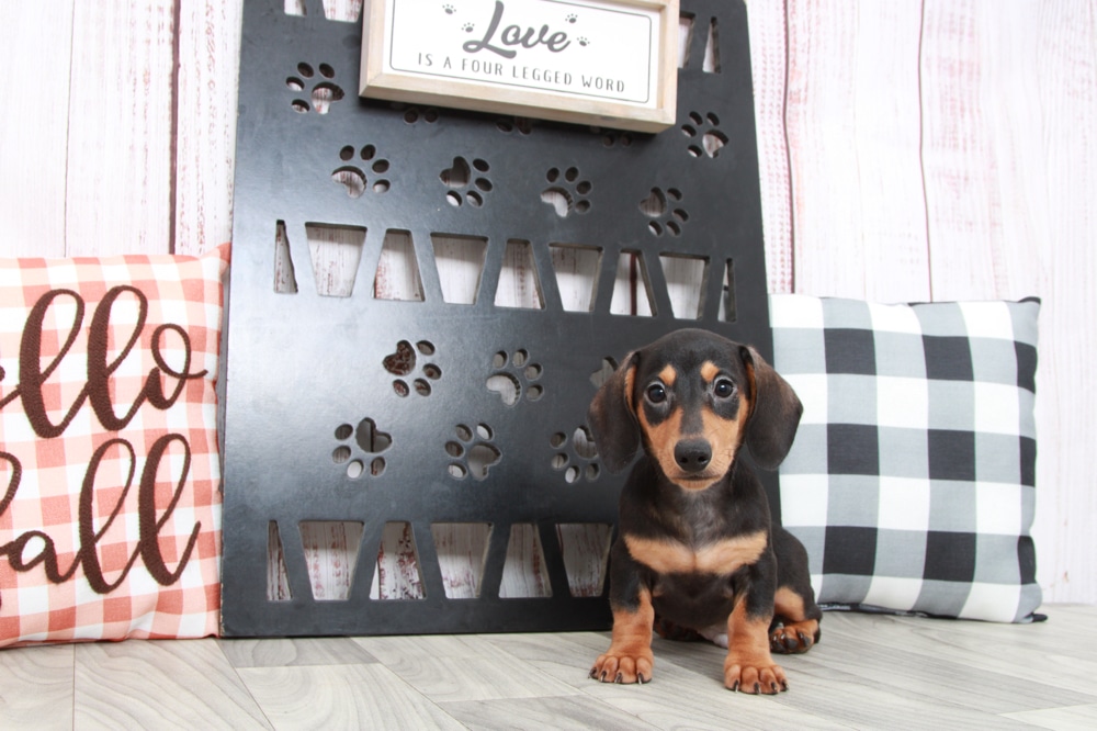 Rocky- Affectionate Male Dachshund Puppy - Image 3