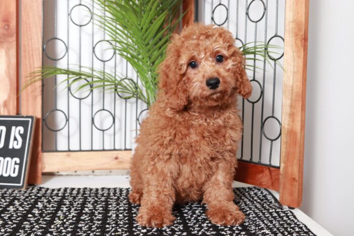 Roger- Dashing Red Male Goldendoodle Puppy