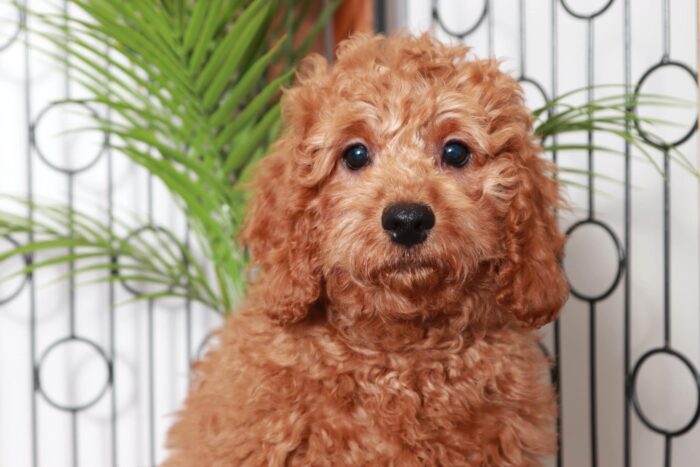 Roger- Dashing Red Male Goldendoodle Puppy - Image 2