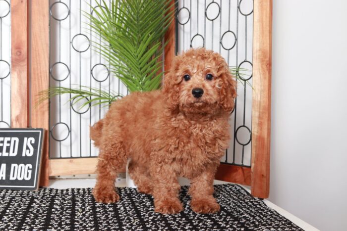 Roger- Dashing Red Male Goldendoodle Puppy - Image 3