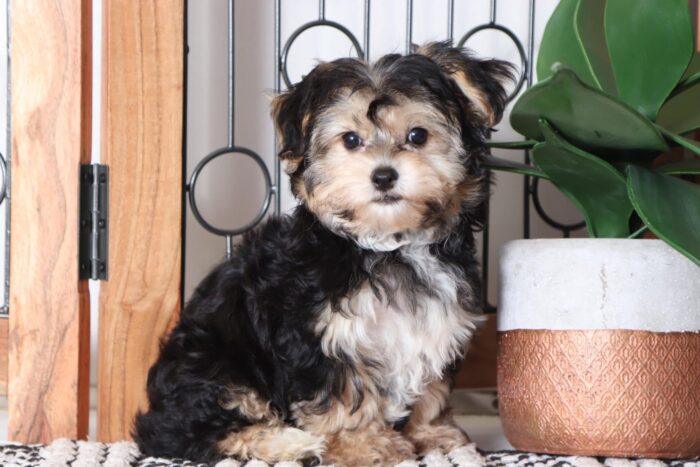 Romeo - Handsome Male Yochon Puppy