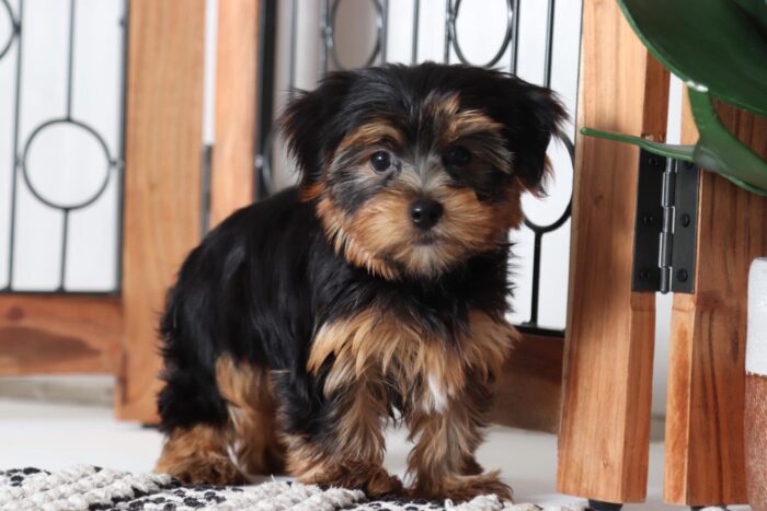 Romeo - Loving Male AKC Yorkie Puppy
