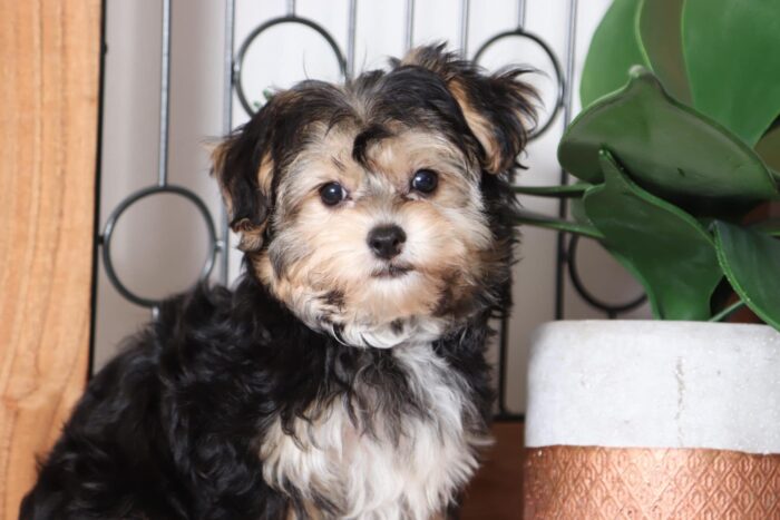Romeo - Handsome Male Yochon Puppy - Image 3