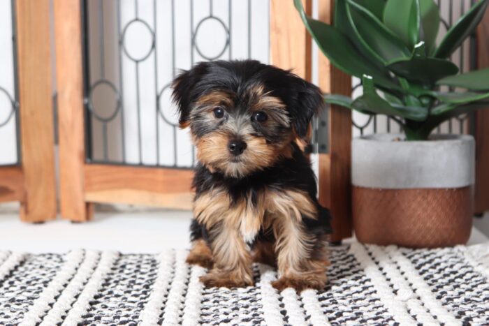 Romeo - Loving Male AKC Yorkie Puppy - Image 2