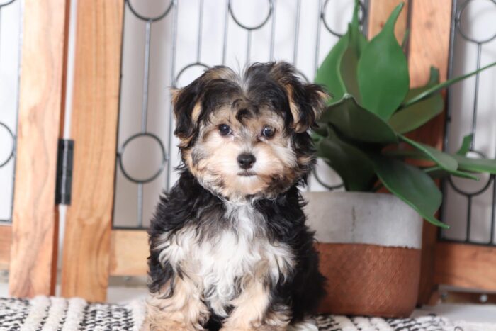 Romeo - Handsome Male Yochon Puppy - Image 2