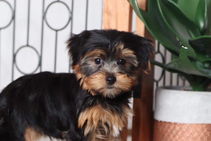 Romeo - Loving Male AKC Yorkie Puppy - Image 3