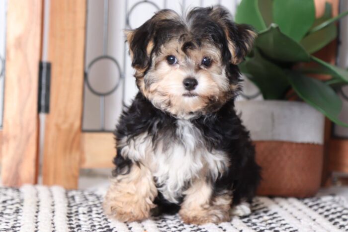 Romeo - Handsome Male Yochon Puppy - Image 5