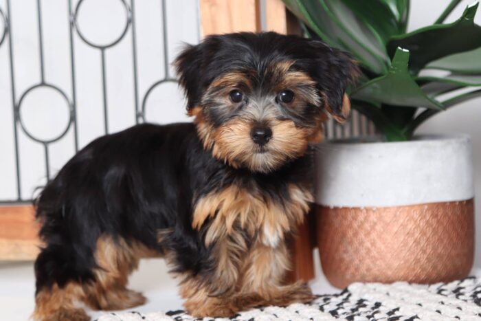 Romeo - Loving Male AKC Yorkie Puppy - Image 4