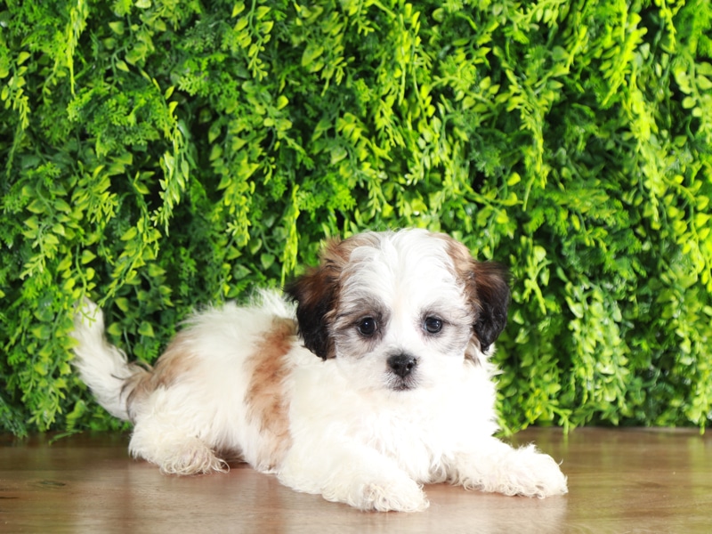 Rooster- Snuggly Teddy Bear - Image 3