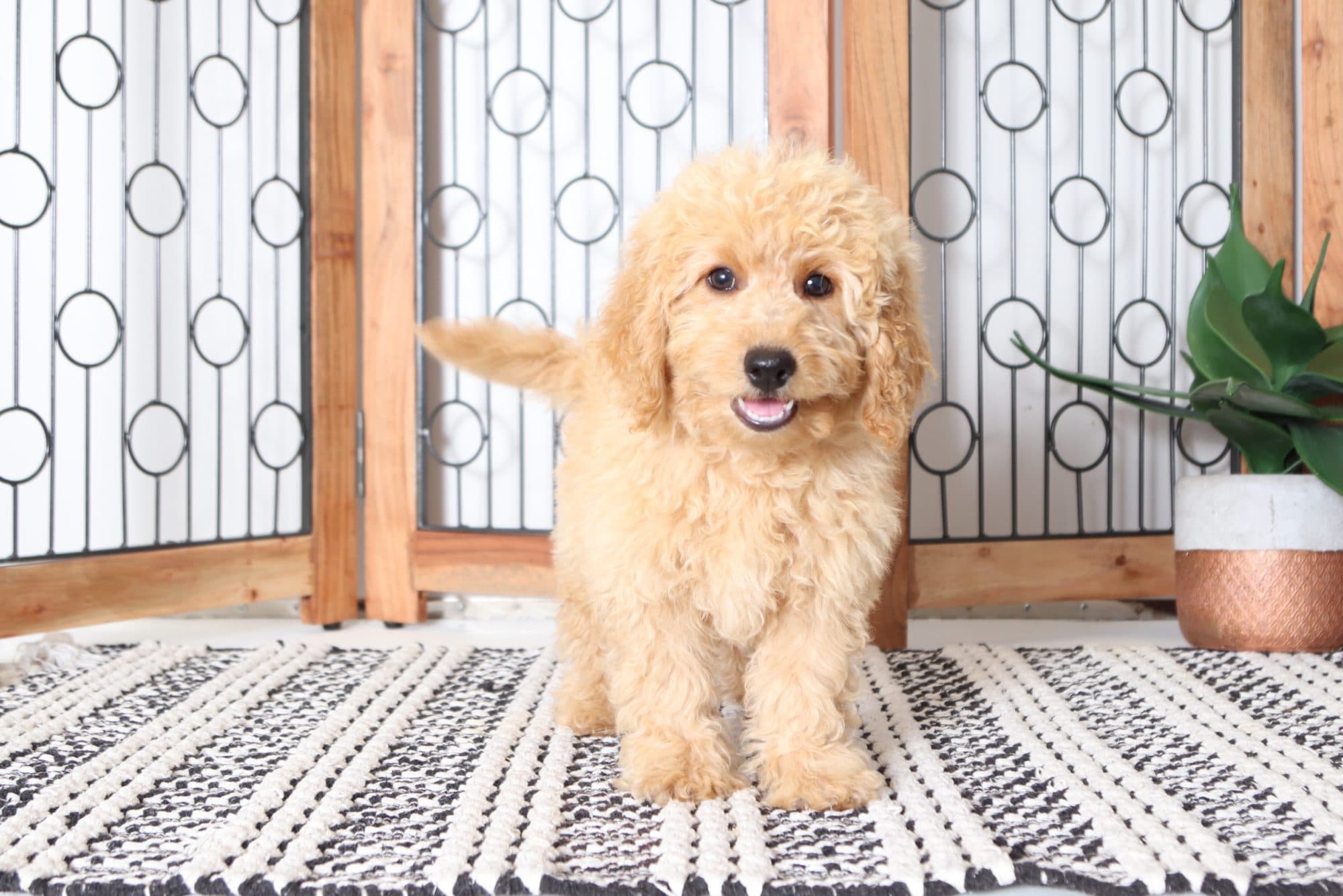 Rosa - Beautiful Female F1B Mini Goldendoodle Puppy