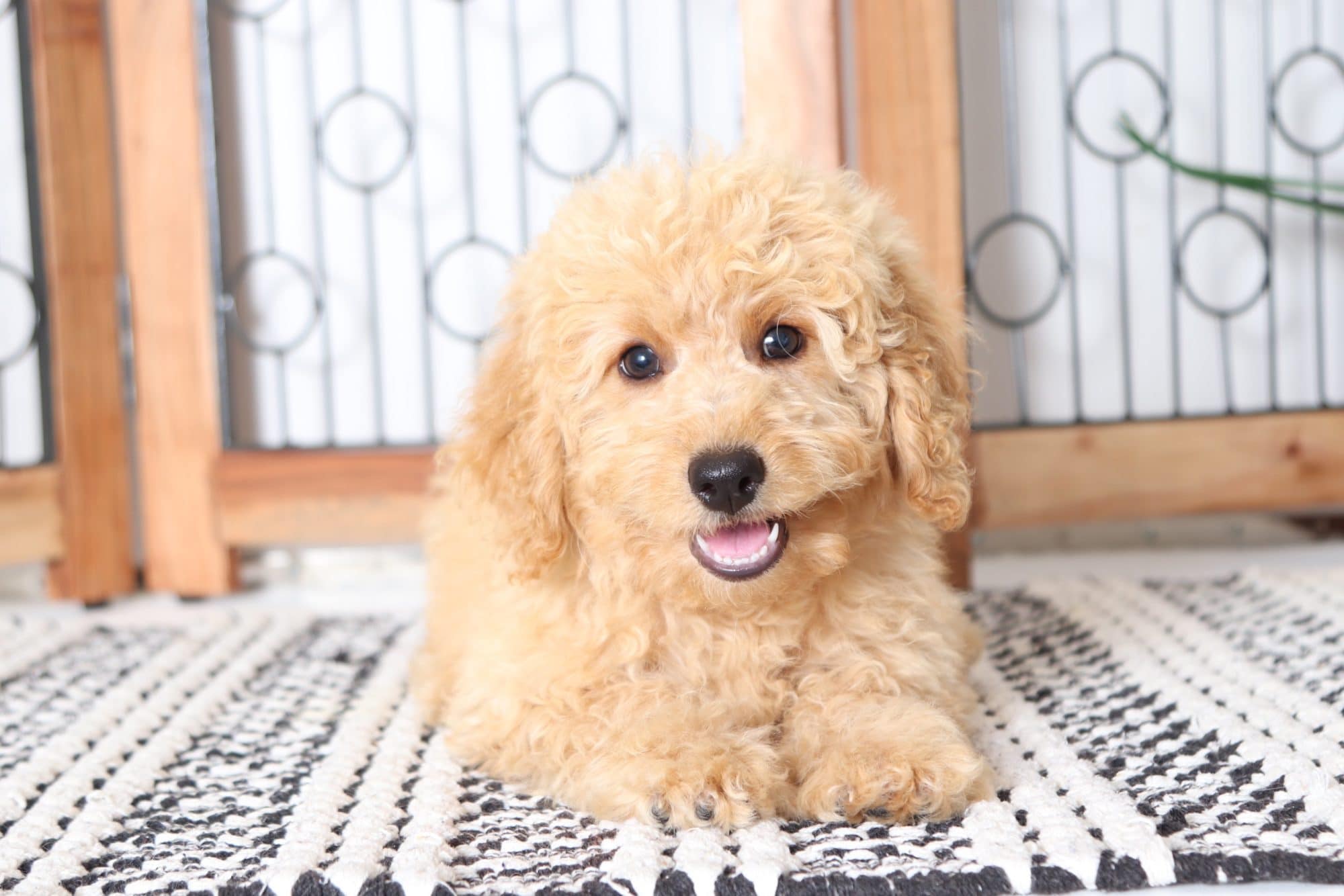 Rosa - Beautiful Female F1B Mini Goldendoodle Puppy - Image 2