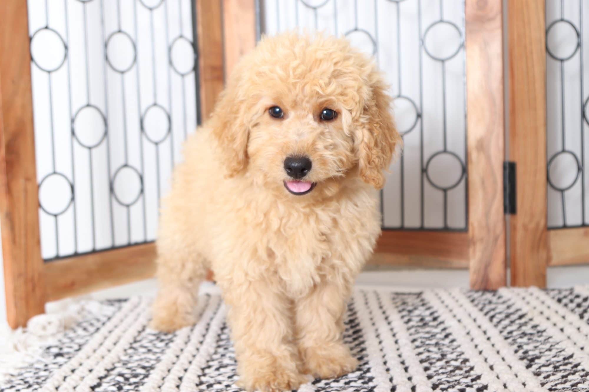 Rosa - Beautiful Female F1B Mini Goldendoodle Puppy - Image 4