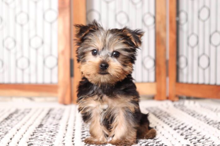 roscoe1-3-scaled-1.jpg