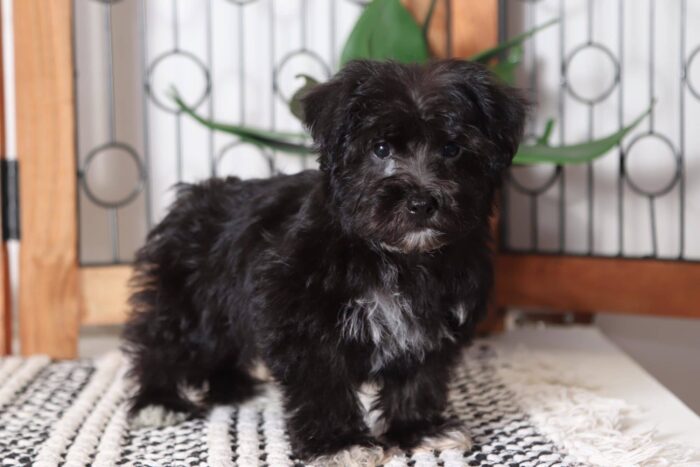 Roscoe - Cuddly Little Male Yochon Puppy