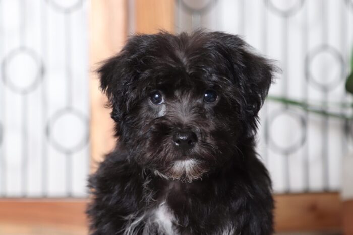 Roscoe - Cuddly Little Male Yochon Puppy - Image 2