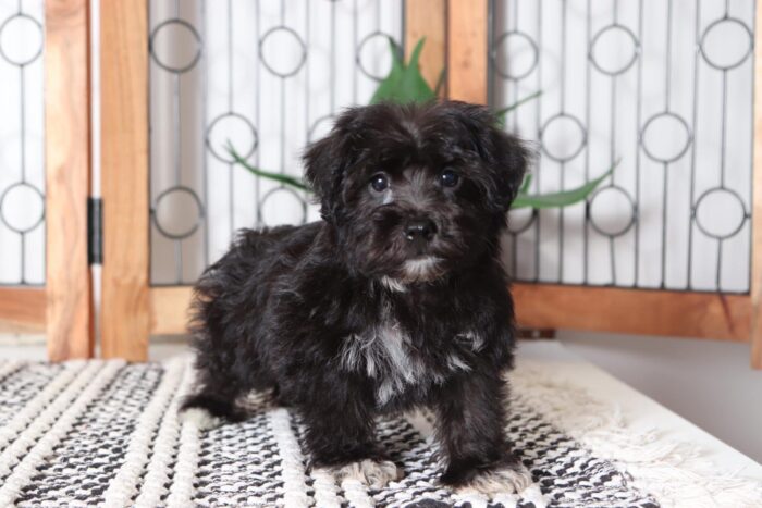 Roscoe - Cuddly Little Male Yochon Puppy - Image 3