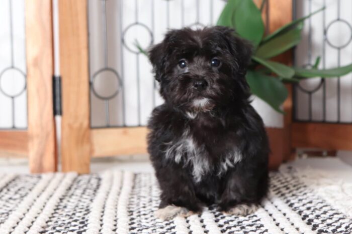 Roscoe - Cuddly Little Male Yochon Puppy - Image 4
