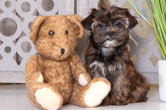 Rose - Sweetest Shorkie