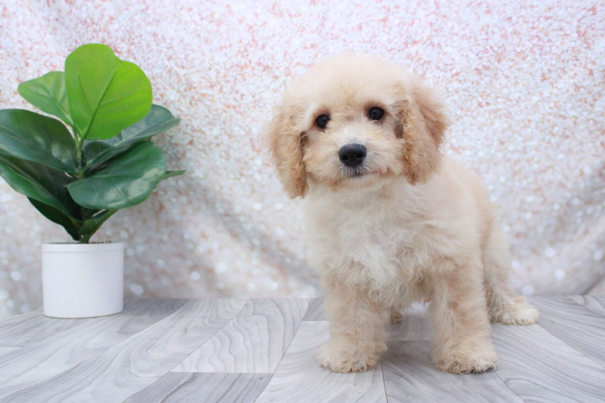 Rose- Clever Female Poochon Puppy