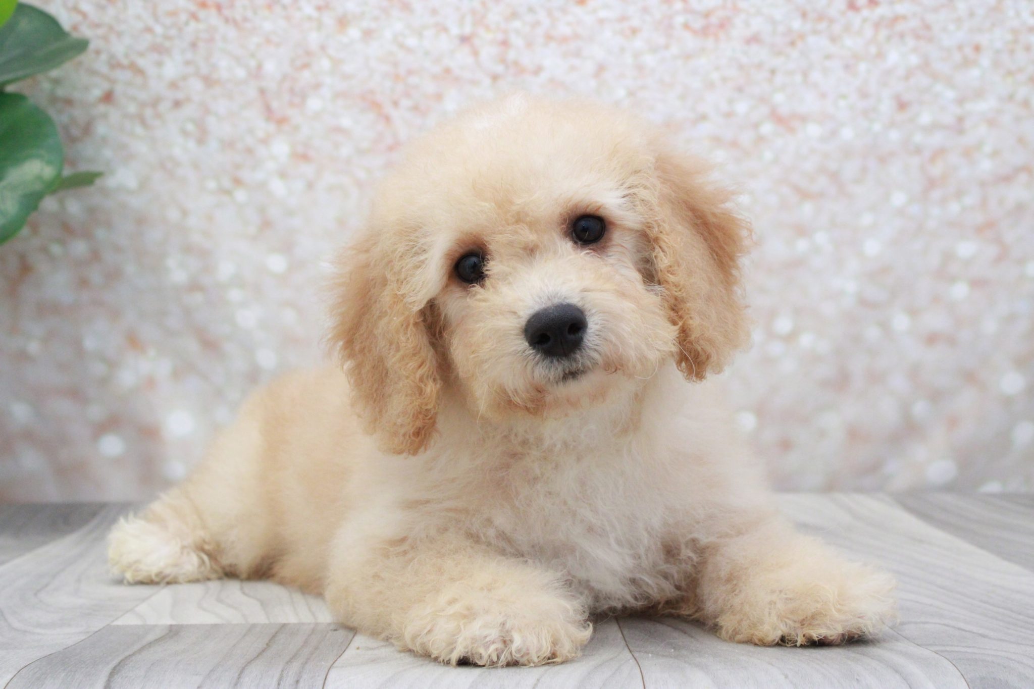 Rose- Clever Female Poochon Puppy - Image 2