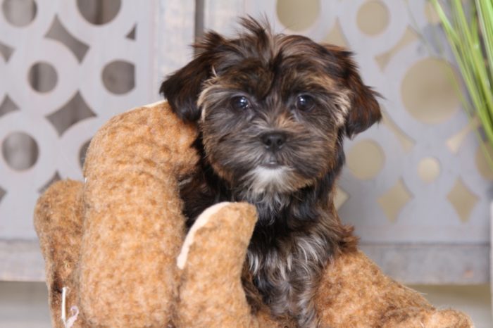 Rose - Sweetest Shorkie - Image 3