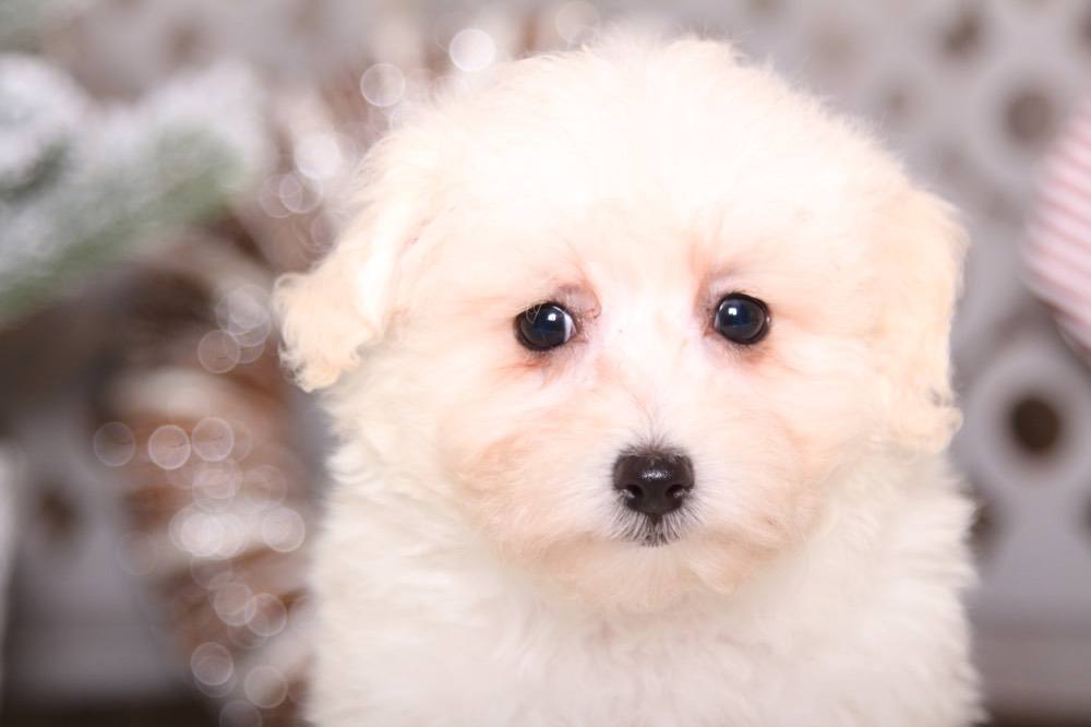 Rose - Adorable Maltipoo - Image 3