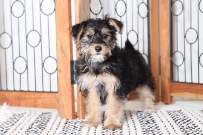 Rossi - Gorgeous Female Hava-York Puppy