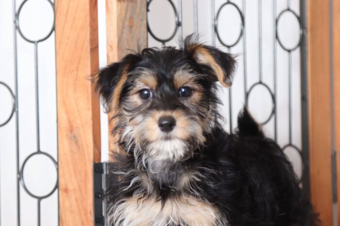 Rossi - Gorgeous Female Hava-York Puppy - Image 2