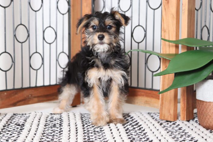 Rossi - Gorgeous Female Hava-York Puppy - Image 3
