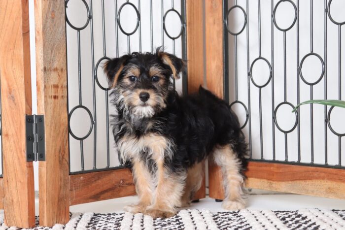 Rossi - Gorgeous Female Hava-York Puppy - Image 4
