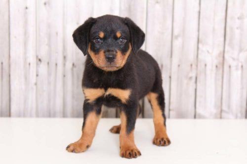 Rottweiler