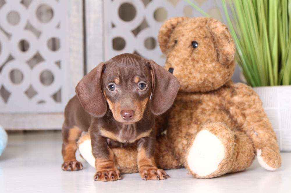 33 HQ Images Dachshund Breeders In Ohio : M R Dachshunds Dachshund Breeder In Goshen Ohio