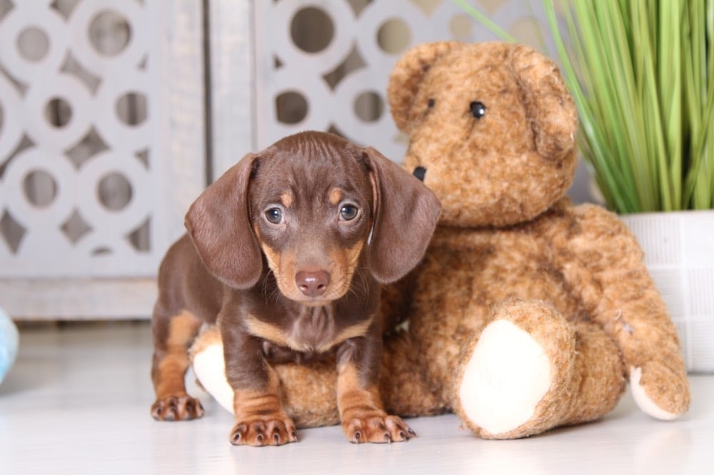 Rover Lovable Chocolate Short Haired Dachshund Puppies Online