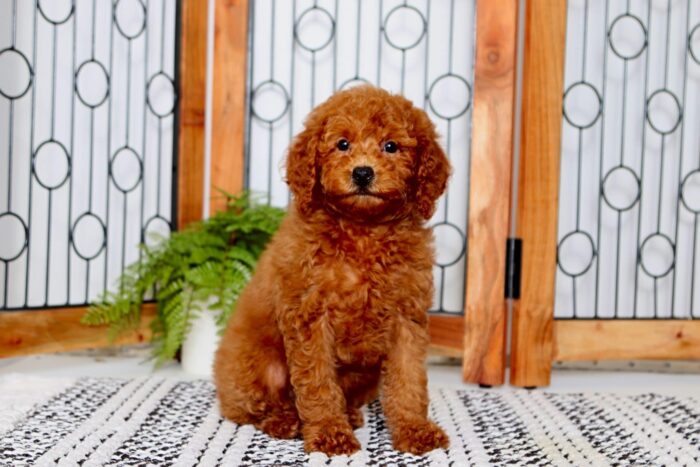 roxie1-scaled-1.jpg