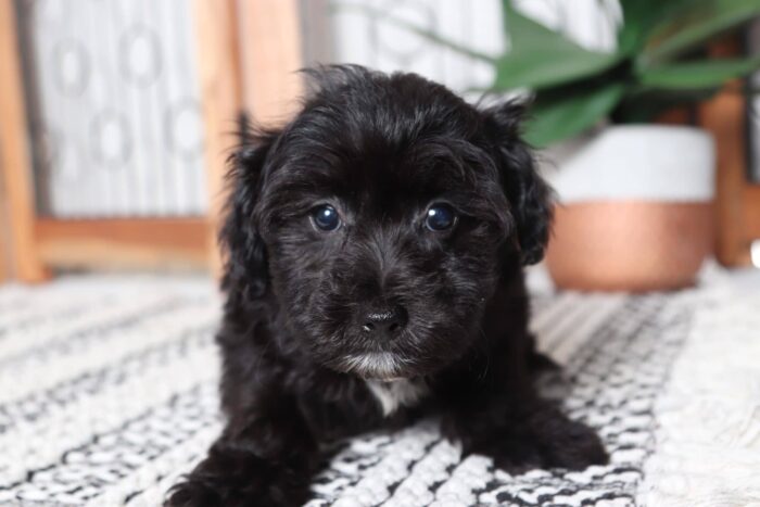 Roxy - Beautiful Little Female Yochon