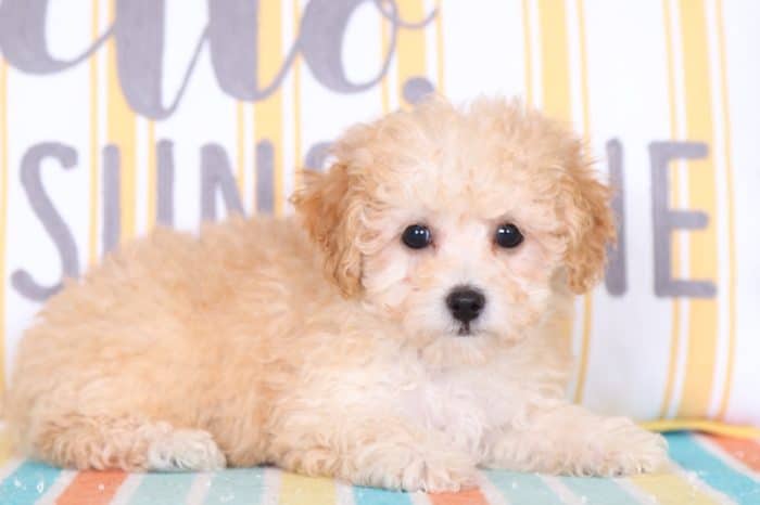 Roxy - Darling AKC Toy Poodle