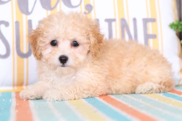 Roxy - Darling AKC Toy Poodle - Image 2