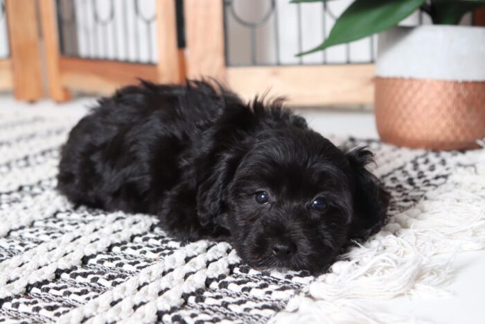 Roxy - Beautiful Little Female Yochon - Image 3