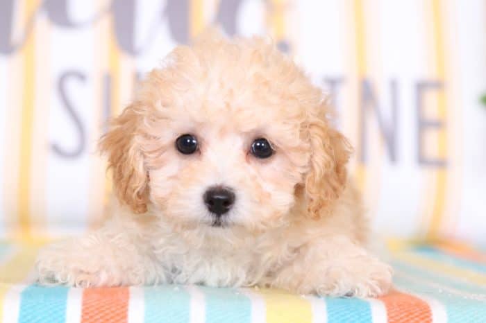 Roxy - Darling AKC Toy Poodle - Image 3
