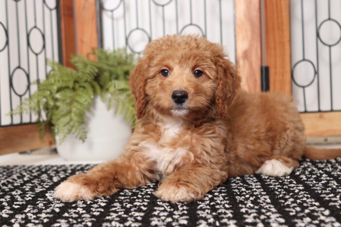 Ruby - Darling Female F1B Goldendoodle