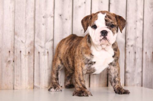 English Bulldog