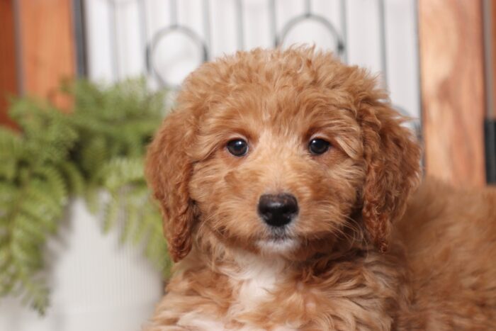 Ruby - Darling Female F1B Goldendoodle - Image 2